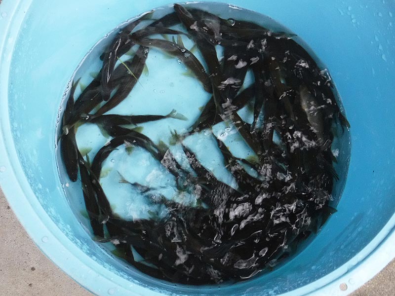 湯津ヶ瀬の釣果55匹の鮎