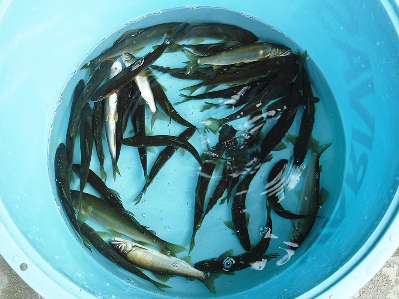 かまの口の釣果40匹の鮎