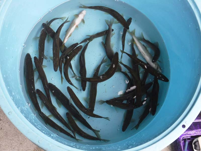 小又＋中瀬の釣果33匹の鮎