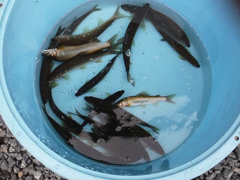 湯津ヶ瀬の釣果18匹の鮎