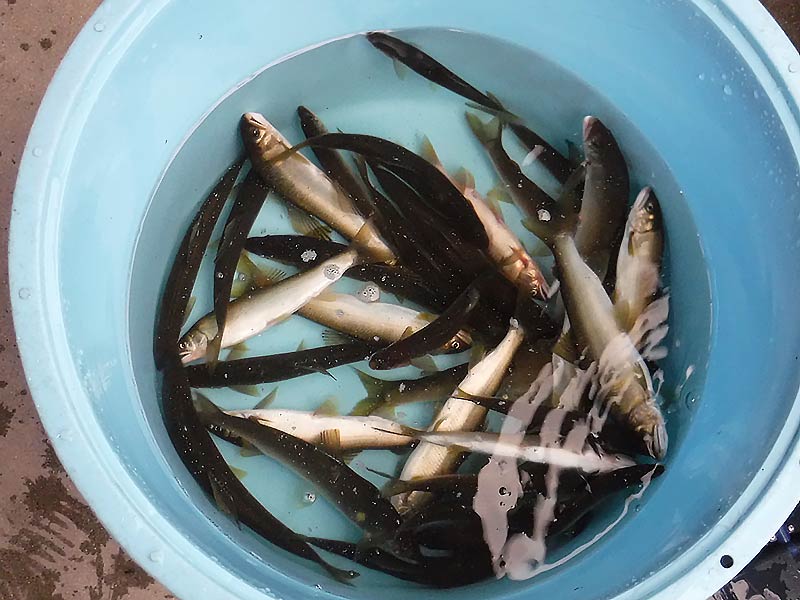 湯津ヶ瀬の釣果33匹の鮎