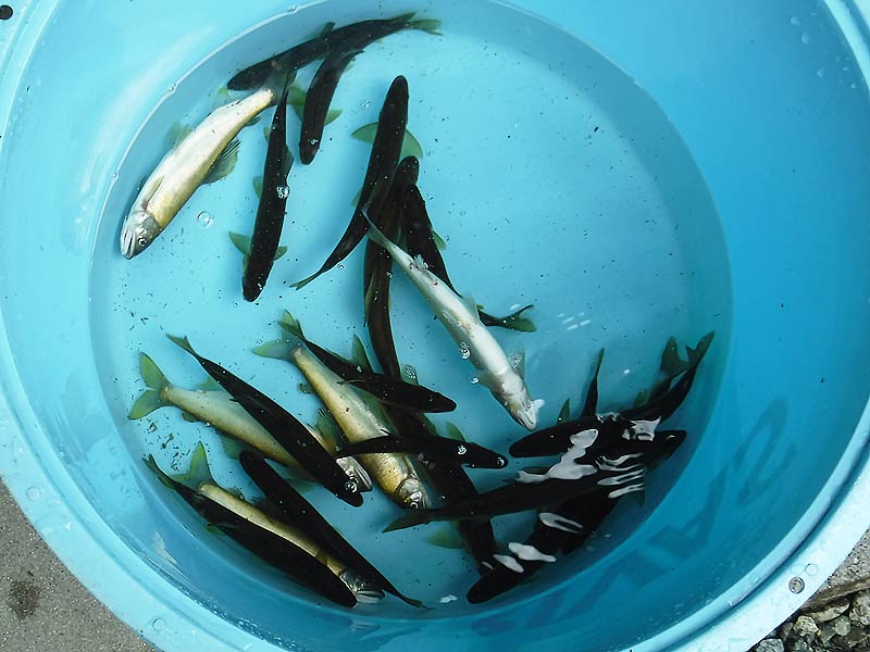 湯津ヶ瀬の釣果19匹の鮎