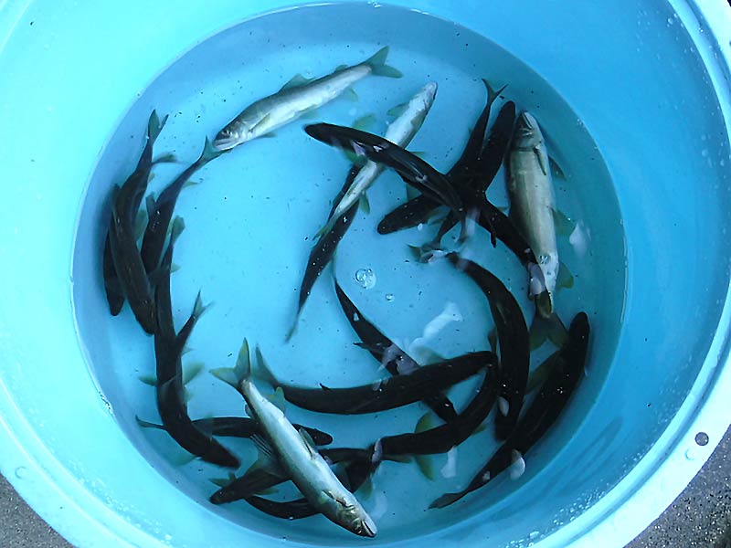 湯津ヶ瀬の釣果21匹の鮎