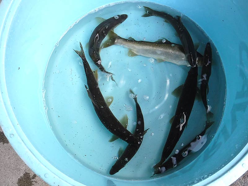 落滝橋付近の釣果8匹の鮎