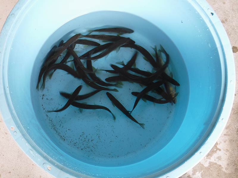 古ヶ谷出合付近の釣果20匹の鮎