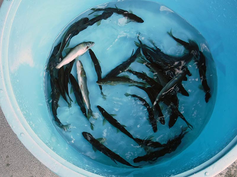 湯津ヶ瀬の釣果30匹の鮎