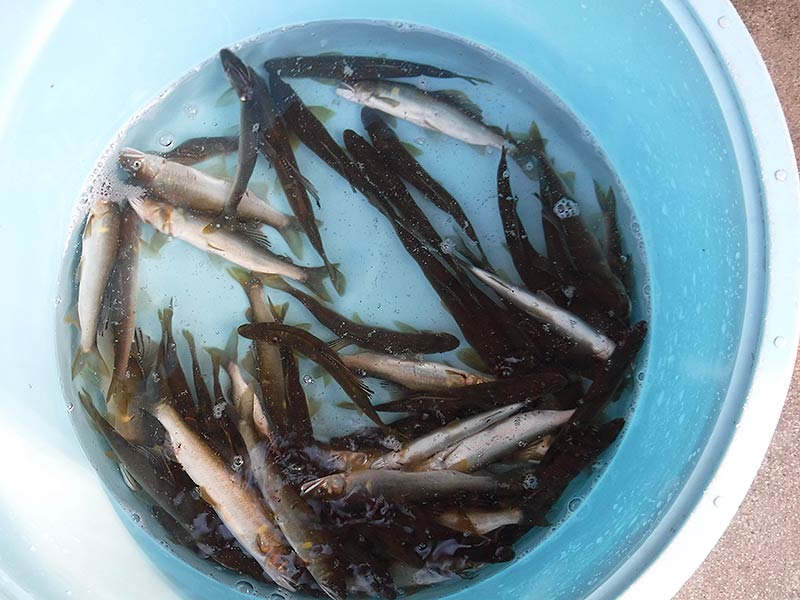 滝水橋下〜八知山谷出合の釣果50匹の鮎