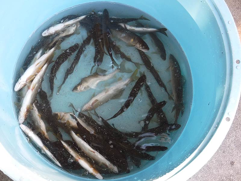 久保井戸＋かまの口の釣果40匹の鮎