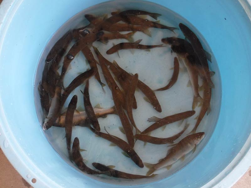 久保井戸の釣果31匹の鮎
