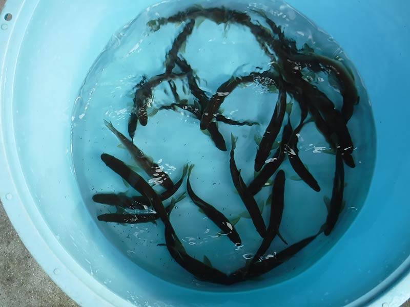 湯津ヶ瀬の釣果29匹の鮎