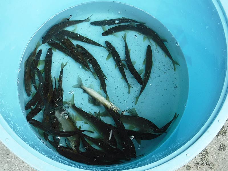 湯津ヶ瀬の釣果37匹の鮎