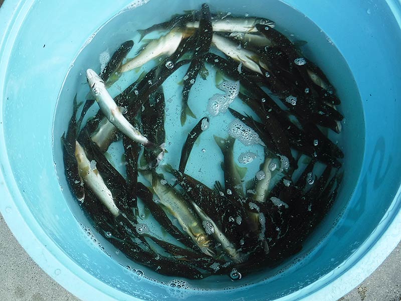 湯津ヶ瀬の釣果55匹の鮎