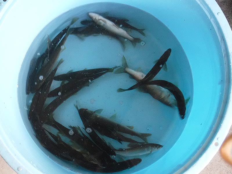 いたどり＋中瀬の釣果30匹の鮎
