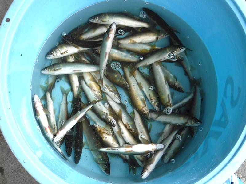 久保井戸の釣果44匹の鮎