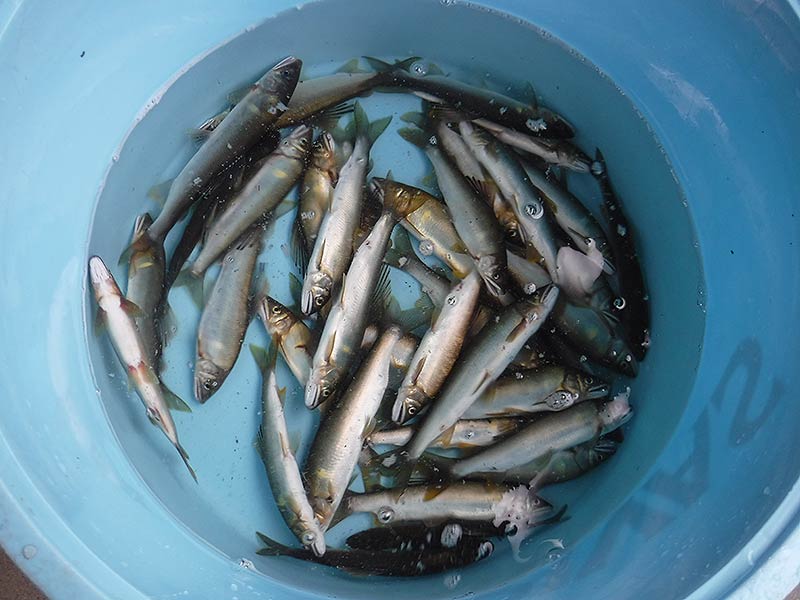 久保井戸の釣果37匹の鮎