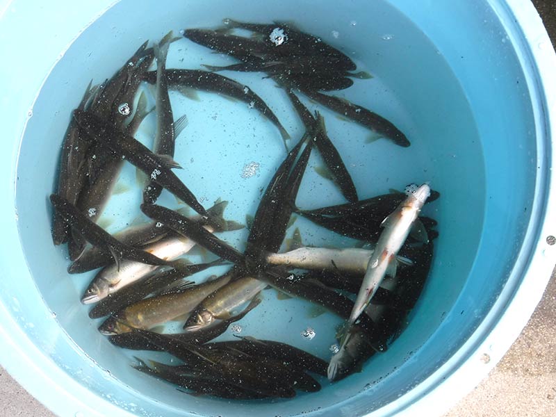 久保井戸の釣果36匹の鮎
