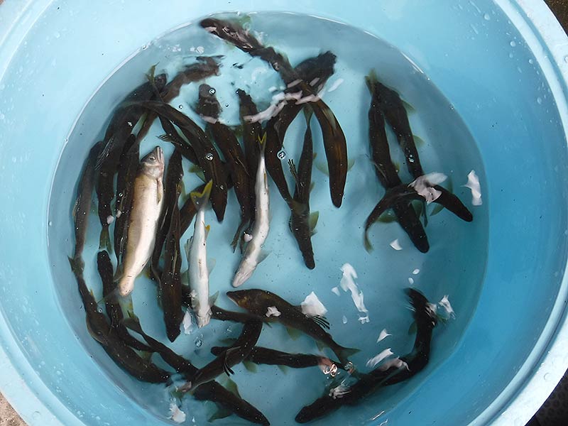 久保井戸の釣果28匹の鮎