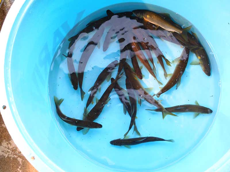 八知山谷出合の釣果18匹の鮎