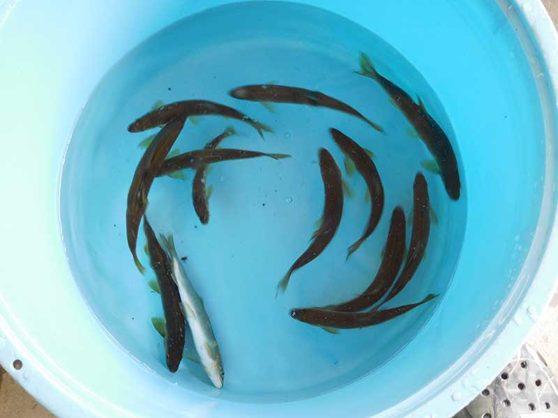 滝水橋付近の釣果11匹の鮎