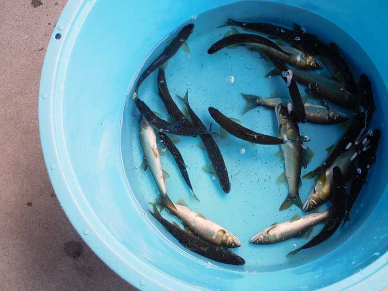 八知山谷出合の釣果20匹の鮎