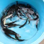 かまの口の釣果32匹の鮎