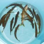 かまの口の釣果15匹の鮎