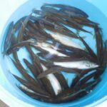 湯津ヶ瀬の釣果44匹の鮎