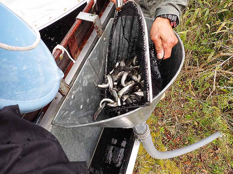鮎の稚魚放流の様子