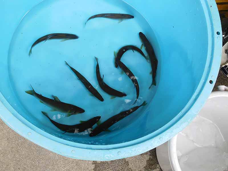 小又の釣果7匹の鮎