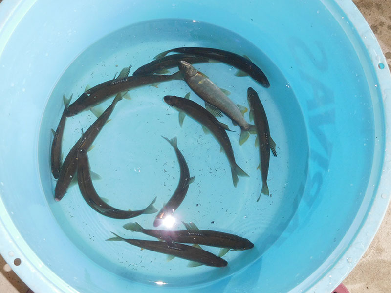 湯津ヶ瀬＋地蔵の釣果11匹の鮎