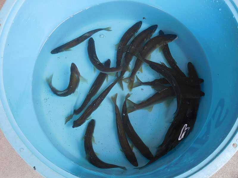 小又の釣果19匹の鮎