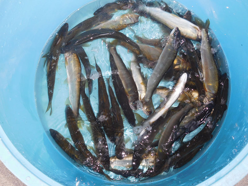 小又の釣果37匹の鮎