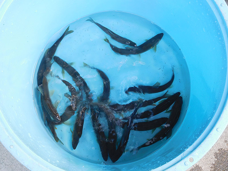 小又の釣果17匹の鮎