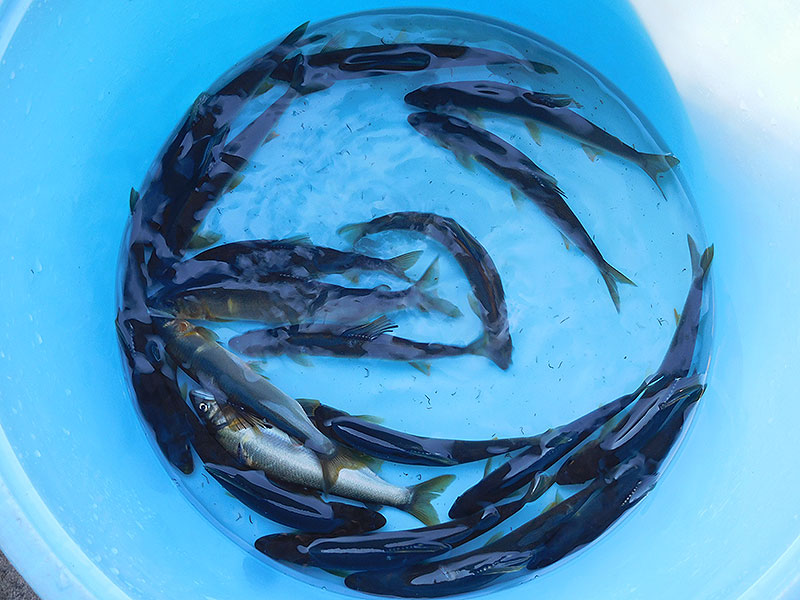 小又の釣果17匹の鮎