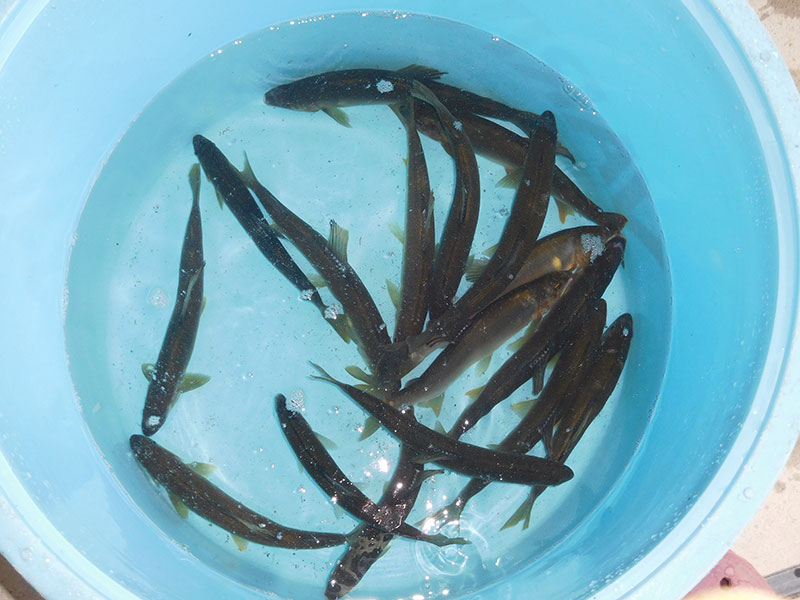 古ヶ谷出合付近の釣果15匹の鮎