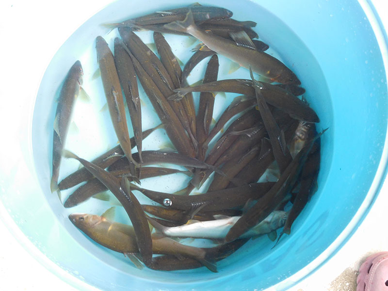 湯津ヶ瀬の釣果30匹の鮎