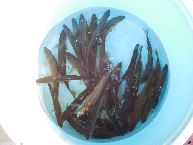 湯津ヶ瀬の釣果30匹の鮎