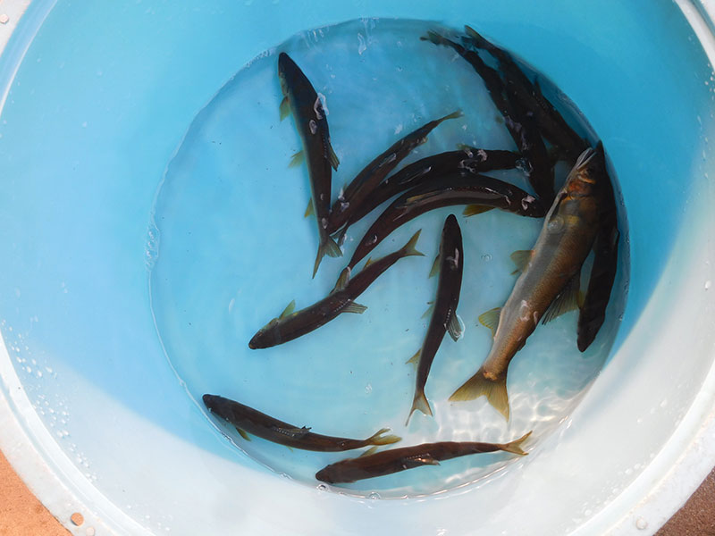 小又の釣果10匹の鮎