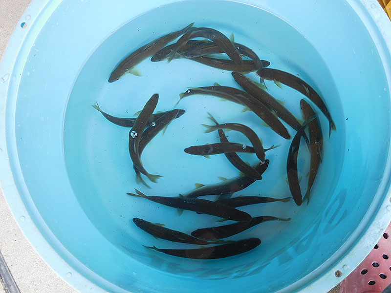 小又の釣果午前中で21匹