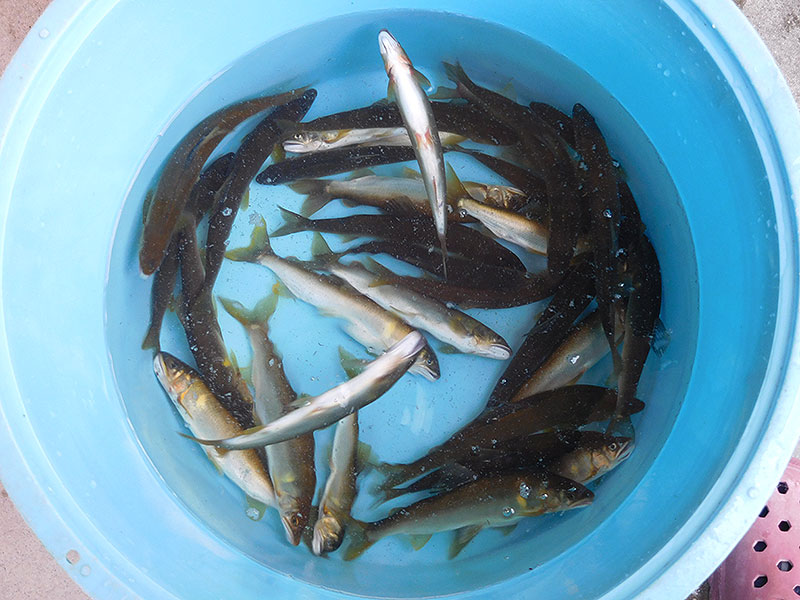 小又の釣果32匹の鮎