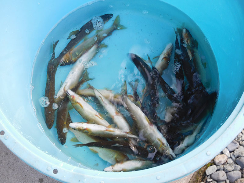 小又の釣果24匹の鮎