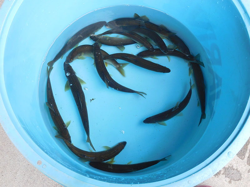 小又の釣果14匹の鮎