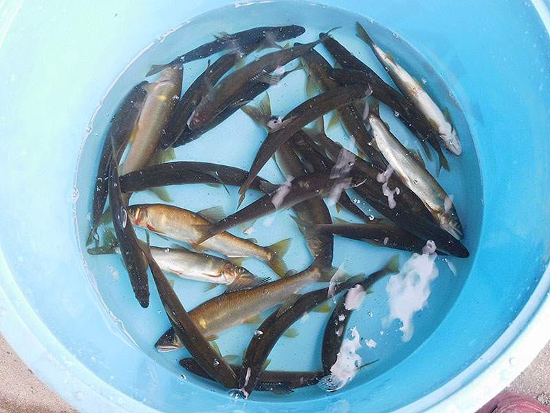 小又の釣果30匹の鮎