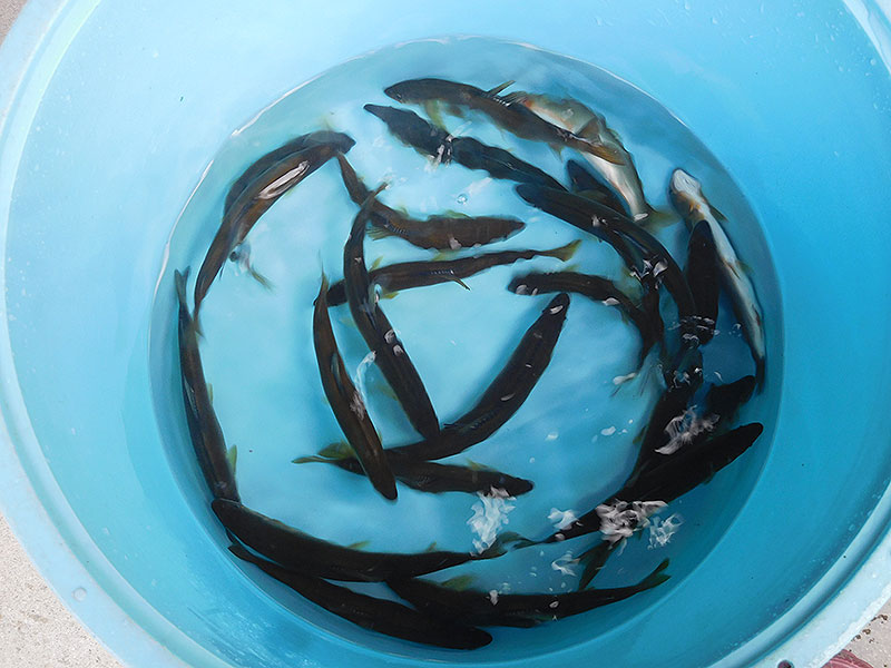 小又の釣果23匹の鮎