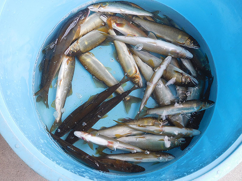 小又の釣果31匹の鮎