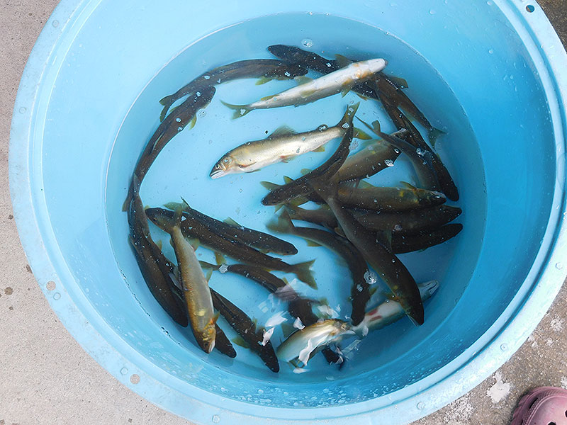 小又の釣果26匹の鮎
