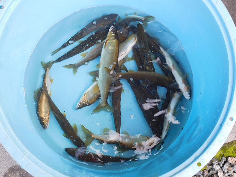 中瀬＋小又の釣果22匹の鮎