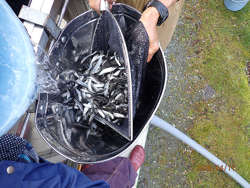 鮎稚魚の様子